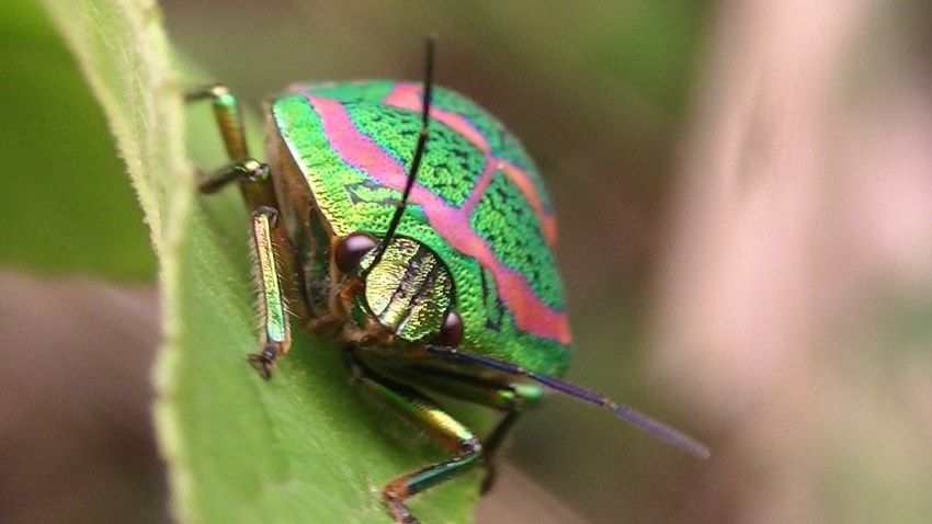 Un insecte vert nous faisant face.